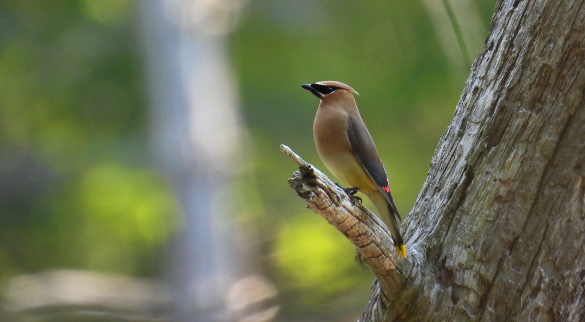 photo of Cedar Waxwing