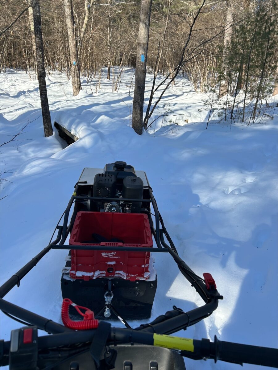 Meet the snow dog!