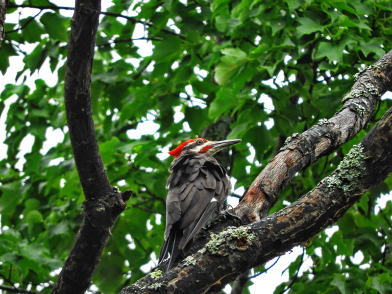 photo of Pileated Woodpecker