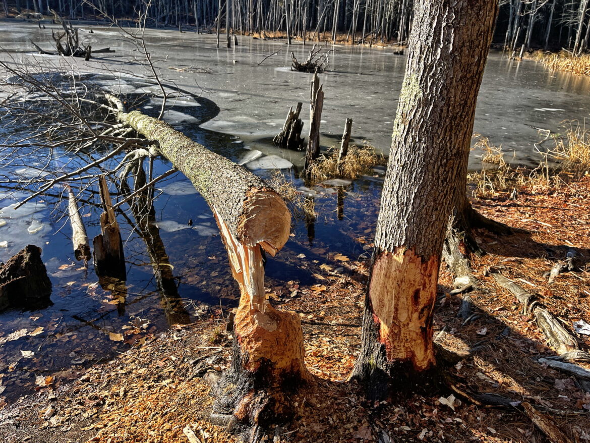 Beavers Stocking Up for Winter