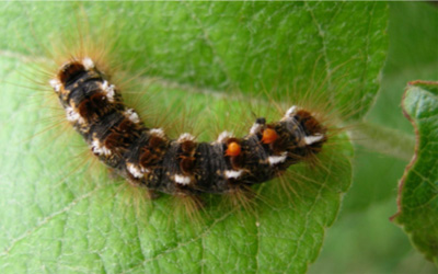 Brown Tail Moth Season at Libby Hill