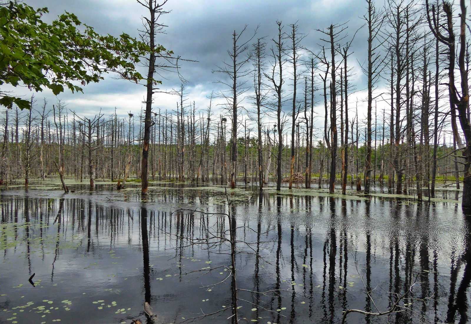 photo of heron marsh