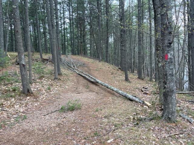 Tree Damage at Libby Hill